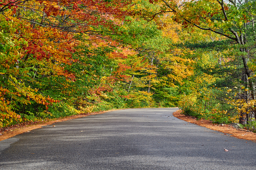 秋天的场景与道路白山森林,新罕布什尔州,美国落新英格兰图片