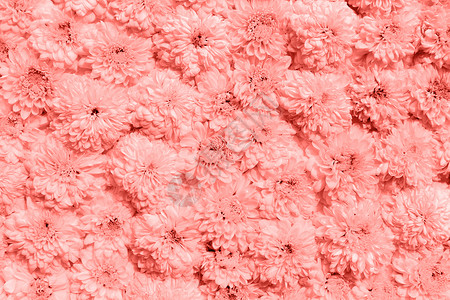 花卉纹理菊花墙时尚的颜色2019活珊瑚活珊瑚色的菊花墙图片