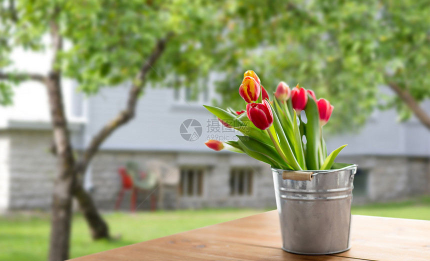 春天园艺红色郁金香花锡桶木制桌子上的夏季花园背景夏天花园的桌子上红色郁金香花图片
