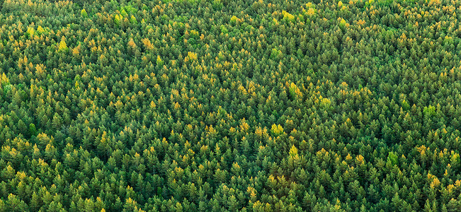 无人机摄影鸟瞰野生云杉森林夏季夏季野生云杉杉木森林的鸟瞰图图片