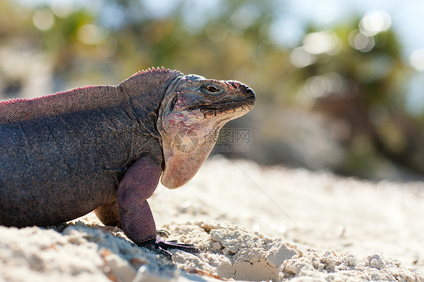 动物动物自然巴哈马的exuma岛鬣蜥巴哈马的埃苏马岛鬣蜥图片