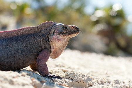 动物动物自然巴哈马的exuma岛鬣蜥巴哈马的埃苏马岛鬣蜥图片
