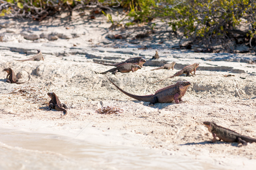 动物动物自然巴哈马的Exuma岛鬣蜥巴哈马的埃苏马岛鬣蜥图片