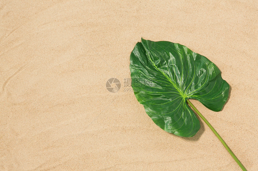 自然,机夏季的绿色热带叶海滩沙海滩沙滩上的绿色热带叶子图片