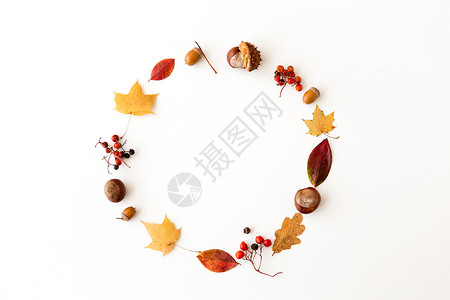 自然季节植物学白色背景下同干燥落叶栗子橡子浆果的圆形框架秋叶,栗子,橡子浆果框架背景图片