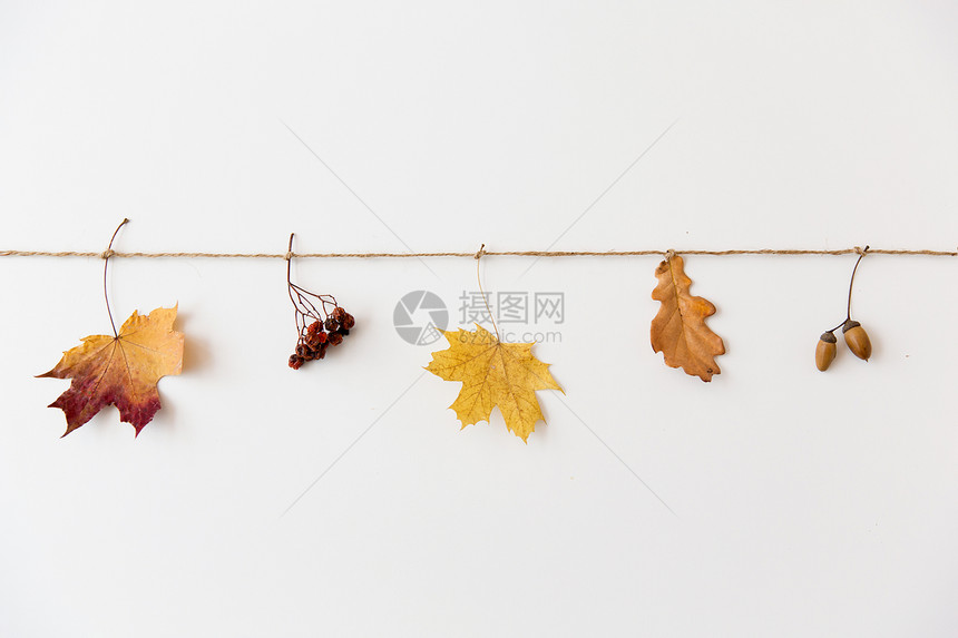 自然,季节植物学干落秋叶,橡子罗望子白色背景上的字符串秋天的叶子,橡子罗望子弦上图片