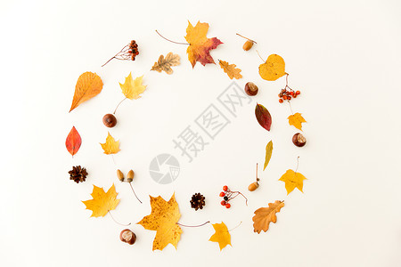 自然季节植物学白色背景下同干燥落叶栗子橡子浆果的圆形框架秋叶,栗子,橡子浆果框架背景图片