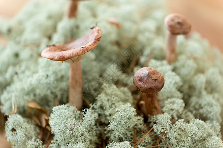 自然与环境驯鹿苔藓中的乳菇驯鹿地衣苔藓中的乳菇高清图片