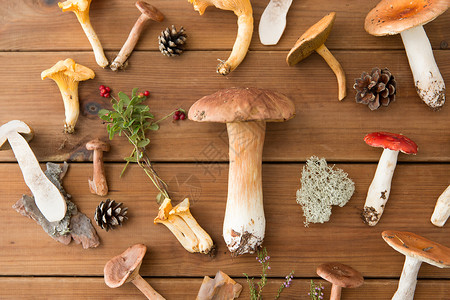 自然环境同的食用菌木制背景木制背景上同的食用蘑菇高清图片