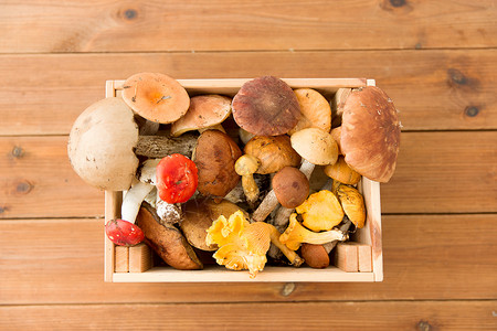 自然环境收获同食用菌的木箱同食用蘑菇的木箱背景图片