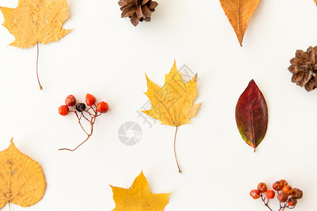 秋叶林自然,季节植物学同的干落秋叶,红莓松果白色背景干燥的秋叶,罗望子松果背景