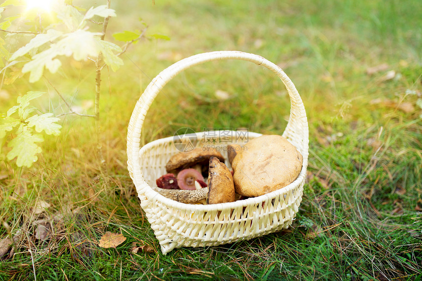 季节,自然休闲的柳条篮与棕色帽牛肝菇秋天的森林秋天森林里的篮子蘑菇图片