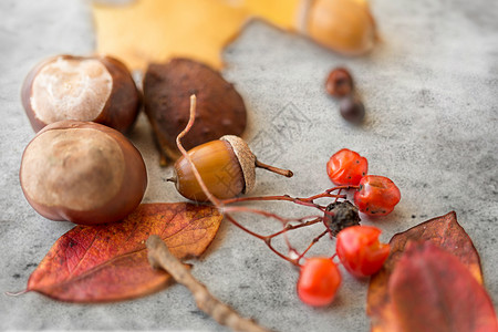 自然,季节植物学橡子,干燥落叶秋叶,栗子红莓灰色的石头背景栗子,橡子,秋叶罗望子背景图片
