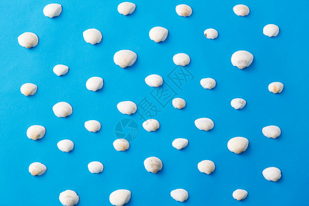 西莱费夏季白色贝壳蓝色背景蓝色背景上的白色贝壳图片