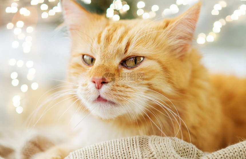 宠物红色塔比猫躺家里的毯子冬天冬天,红塔比猫躺家里的毯子上图片