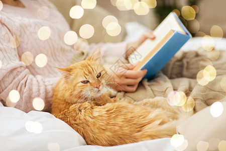 女主家看书躺着的小猫图片
