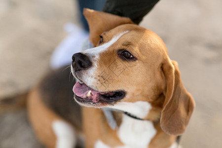 宠物动物的小猎犬的特写比格犬图片