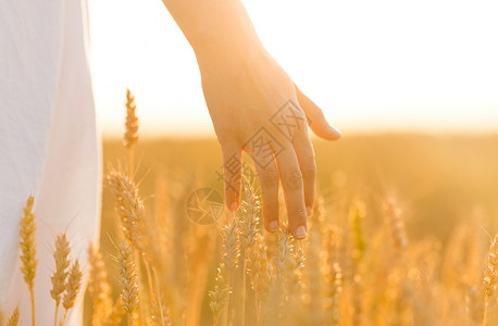 收获,自然,农业繁荣的轻的妇女谷物田触摸成熟的小麦尖刺她的手手触摸谷物场上的小麦穗子背景图片
