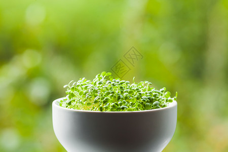 机微绿陶瓷碗中,针的绿色自然背景陶瓷碗中的机微绿高清图片