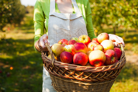 轻的女人站果园里,着带肉苹果的编篮子水果,收获季节的轻的女人着机苹果的篮子背景图片