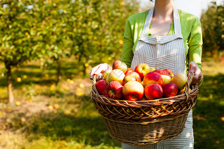 轻的女人着机苹果的篮子水果,收获季节地点的文字轻的女人着带苹果的编篮子图片