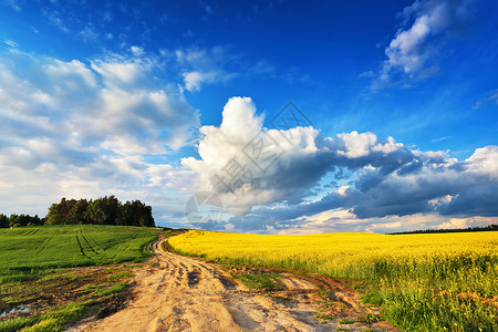 乡村公路春天的场景土路变成科尔扎绿色的麦田,云彩蓝天白俄罗斯图片