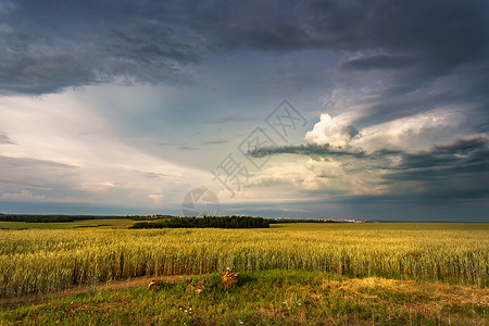 暴风雨乌云笼罩田野上麦田上雷雨白俄罗斯,欧洲的农村景象背景图片