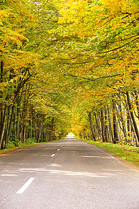 森林里的秋路公园里浪漫的小巷,五颜六色的树木阳光秋季自然背景图片