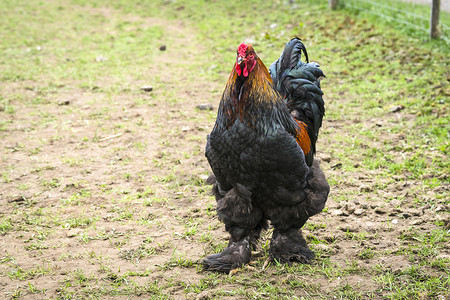 只大公鸡,毛茸茸的脚农村的农家院子里走来走图片
