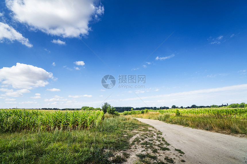乡村景观与条小径穿过玉米田下的蓝天夏天图片