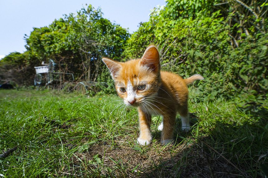 橙色小猫后院冒险,绿色植物图片