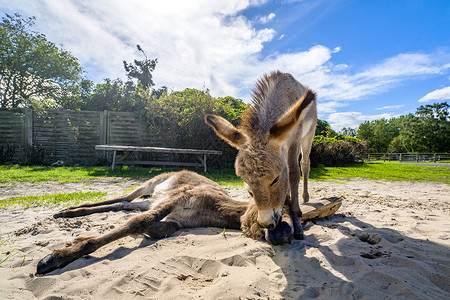 驴子的朋友沙子农场夏天放松享受乐趣图片