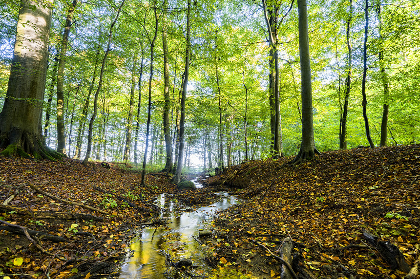 秋天绿色的森林里遇见春天,条小河图片