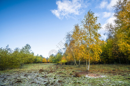 秋天的颜色桦树下,蓝天下,秋天以美丽的黄色图片