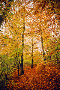 秋天的颜色森林里,秋天的树木黄色橙色的图片