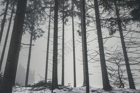 森林薄雾中,冬天高大的烤树,地上雪图片