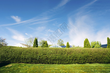 树篱个院子里,夏天个绿色的草坪,背景个社区花园高清图片素材