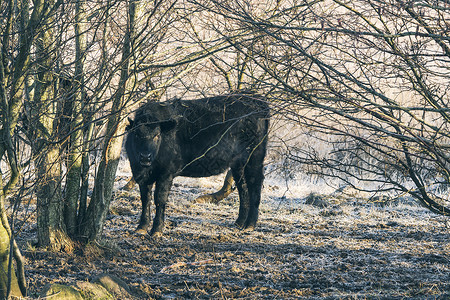 黑牛站些树上,寒冷的寒冷的冬天,阳光明媚农田高清图片素材