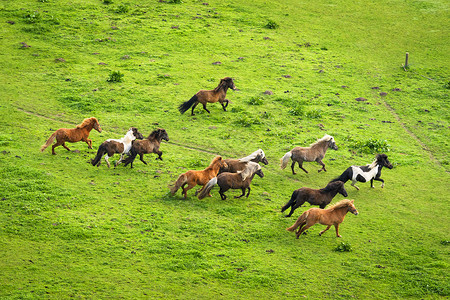 群野马跑片绿草地上图片