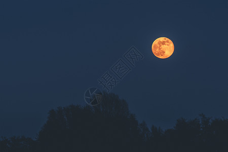 金色的月亮,金色的月亮挂蓝色夜空上的树影上图片