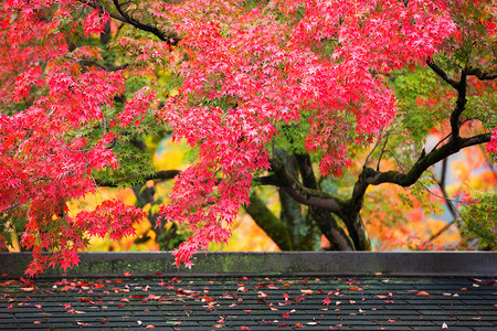 五颜六色的日本枫树AcerPalmatum叶子明治季节金卡库吉花园,京都,日本五颜六色的日本枫叶明治季节金卡库吉背景图片