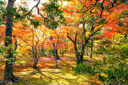 五颜六色的日本枫树AcerPalmatum树木明治季节金卡吉花园,京都,日本五颜六色的日本枫树明治季节金卡库吉花背景图片