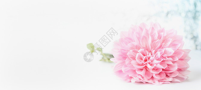 白色背景上粉红色的淡花头,带的横幅可以用于问候自然花园化妆品模板背景图片