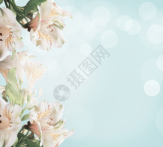 浅蓝色背景上的白色花朵,绿叶波克抽象的花卉背景春天的自然背景图片