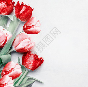 红色郁金香背景,顶部视图节日的春天花花卉创作春季假期问候为您的背景图片