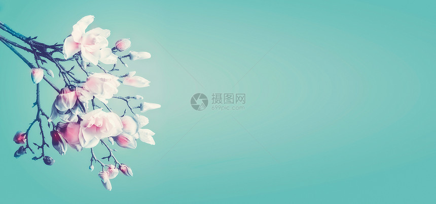 美丽的玉兰春花木兰绿松石背景下的开花枝春天的花边带的横幅模板图片