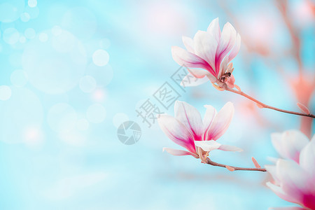 春天盛开的玉兰花天空高清图片素材