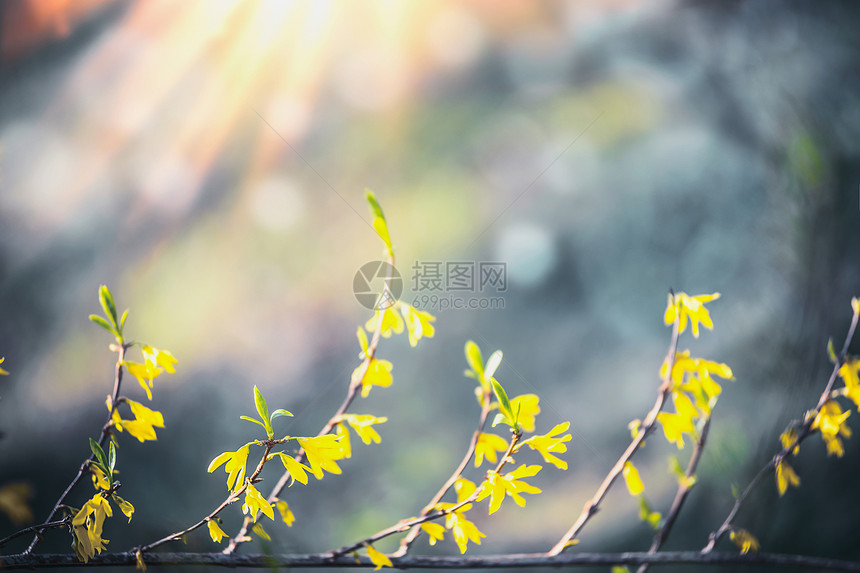 黄色连翘模糊的背景下开花,波克阳光春天的自然春天盛开户外图片
