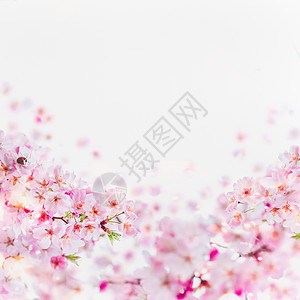 樱花与小大黄蜂盛开粉红色的春天开白色上春季花卉背景边框背景图片