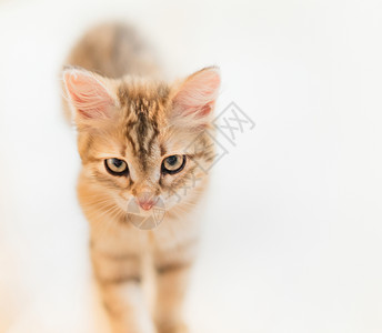 轻的红色严肃猫光背景下的肖像纯种西伯利亚小猫图片素材